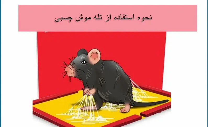 گیر افتادن موش در چسب موش کتابی